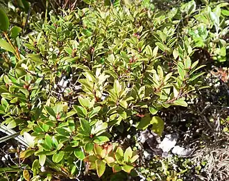 Description de l'image Gaultheria rupestris 11.JPG.