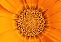 Capitule (botanique) de Gazania dont les deux types de fleurons en cours de floraison sont bien différentiables.