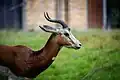 Gazelle de Mhorr