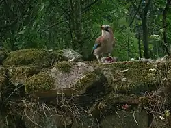 Geai mangeant un oisillon.