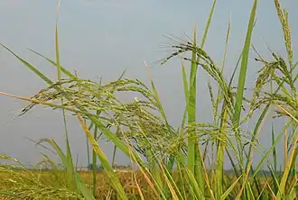 Description de l'image Gealypic5.JPG.