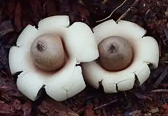 Geastrum elegans