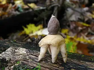 Description de l'image Geastrum quadrifidum 60803.jpg.