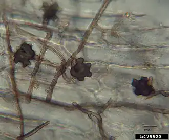 Description de l'image Geaumannomyces graminis var. graminis at Cenchrus setaceus (02).jpg.