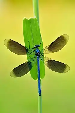 Calopteryx splendens mâle dans la réserve naturelle de Gülper See, Brandenburg, Allemagne. Mai 2023.