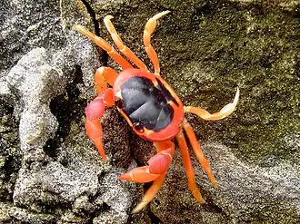 Gecarcinus lateralis (Gecarcinidae)