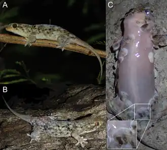 Description de l'image Geckolepis megalepis.png.