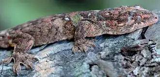 Description de l'image Gehyra georgpotthasti 3.PNG.