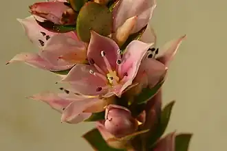 Description de l'image Geissoloma Lignaut 2.jpg.