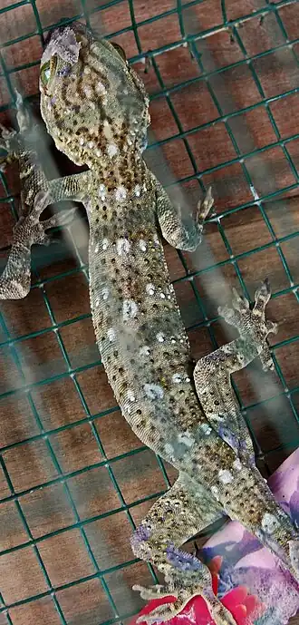 Description de l'image Gek smith 090810-10490 klr-2.jpg.