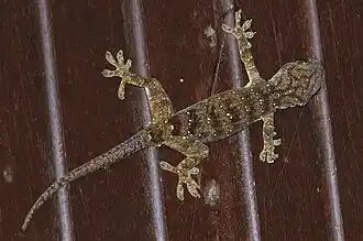 Description de l'image Gekko-albofasciolatus.jpg.