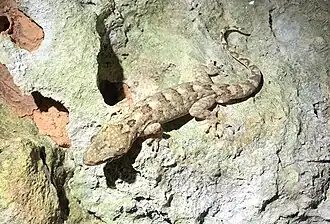 Description de l'image Gekko hokouensis on taiwan 1.jpg.