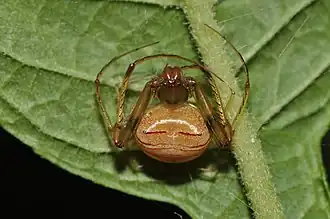 Description de l'image Gelanor sp.? (14763719970).jpg.