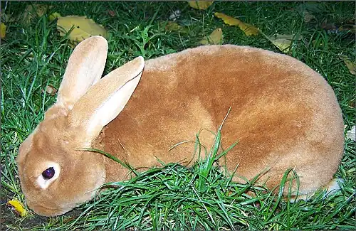un lapin roux à poil très court et dense