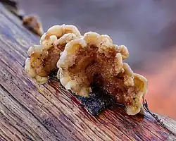 Une stérée hirsute sur une branche morte. Sa taille est d'environ 5 cm.