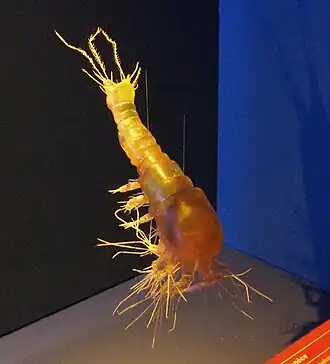 Modèle agrandi de Gelyella monardi (Gelyelloida)