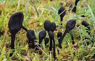 Trichoglossum hirsutum (Geoglossomycetes)