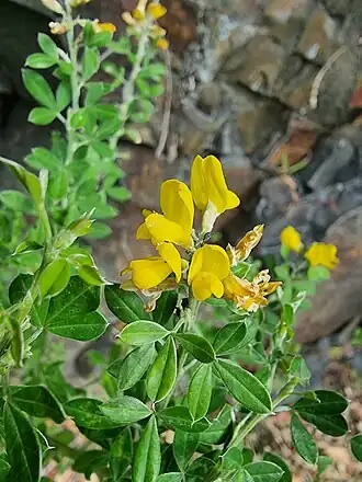 Description de cette image, également commentée ci-après