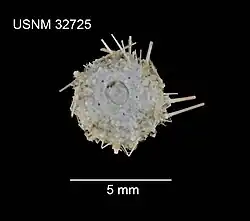 Test de Temnopleurus apodus.