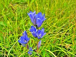 Gentiane des marais.