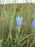 La Gentiane des marais dans la vallée de la Helle.