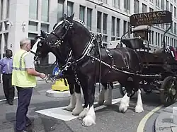 Deux très grands chevaux attelés à l'arrêt devant un homme portant un gilet jaune.