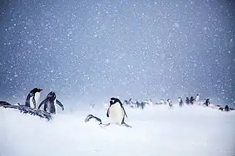 Manchots papous sur l'île Trinity.