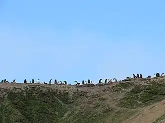 Manchots papous sur l'île Ardley (27 décembre 2018)