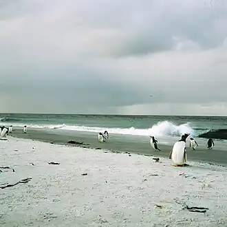 Manchot papou sur la côte de l'île des Lions de mer.