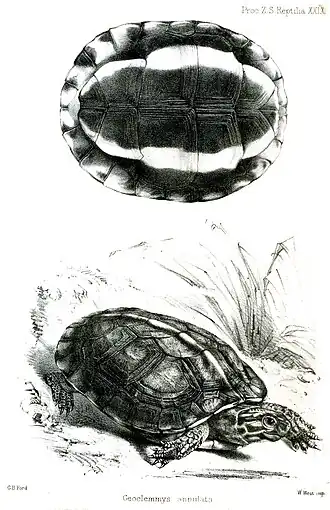 Description de l'image GeoclemmysAnnulataFord.jpg.