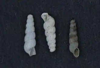 Geomelania jamaicensis