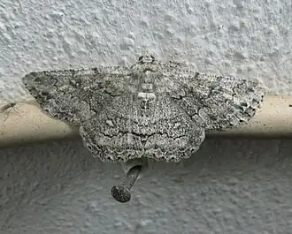 Description de l'image Geometridae-Ascotis.terebraria.jpg.