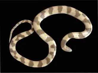 Description de l'image Geophis dunni-Holotype.png.