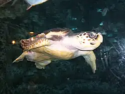 Une tortue nageant paisiblement dans un des bassins du Georgia Aquarium.