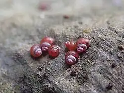 Georissa shikokuensis (Hydrocenidae).