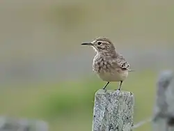 La géositte mineuse ou Geositta cunicularia doit son nom au fait que, pour protéger sa ponte, elle creuse dans une dune ou un talus, une galerie pouvant atteindre 3&nbsp;mètres de long.