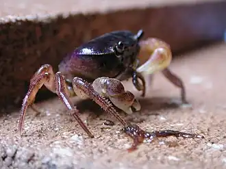 Description de l'image Geothelphusa_dehaani.jpg.