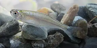 Description de l'image Gephyrocharax melanocheir (16609676530).jpg.