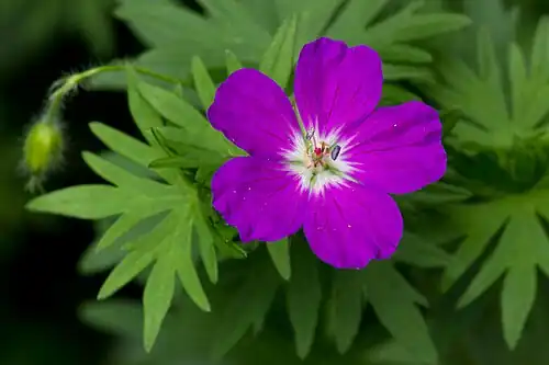 Fleur de Géranium sanguin.