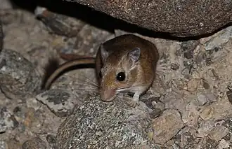 Description de l'image Gerbillus dasyurus.jpg.