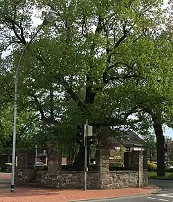 Tilleul à Gesmold&nbsp;(de)