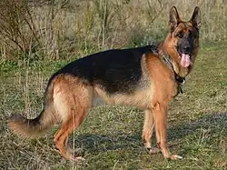 Berger allemand (ligne du dos)