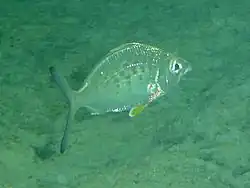 Gerres cinereus&nbsp;(en)