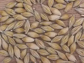 Grains d'orge « vêtus » (glumelles adhérant au caryopse).