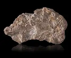 Opale Geyserite - Islande (9&nbsp;×&nbsp;5,5&nbsp;cm)