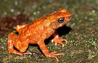 Description de l'image Ghatophryne rubigina.jpg.