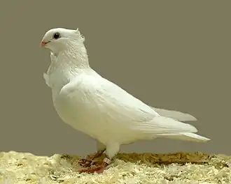 Cravaté gantois blanc.