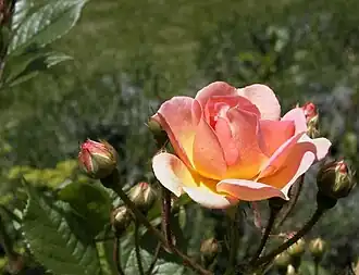 Image illustrative de l’article Ghislaine de Féligonde