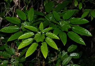 Trevesia burckii.