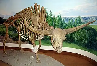 Bison latifrons, 2,5&nbsp;mètres au garrot pour 2&nbsp;tonnes.